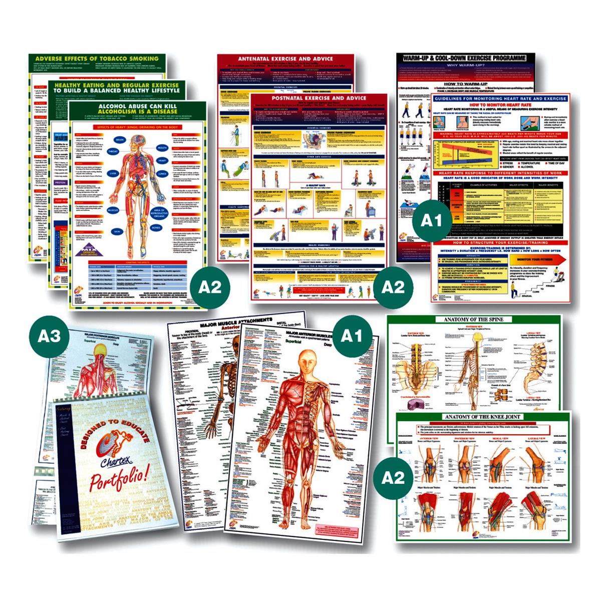 Major Anterior Muscles Chart