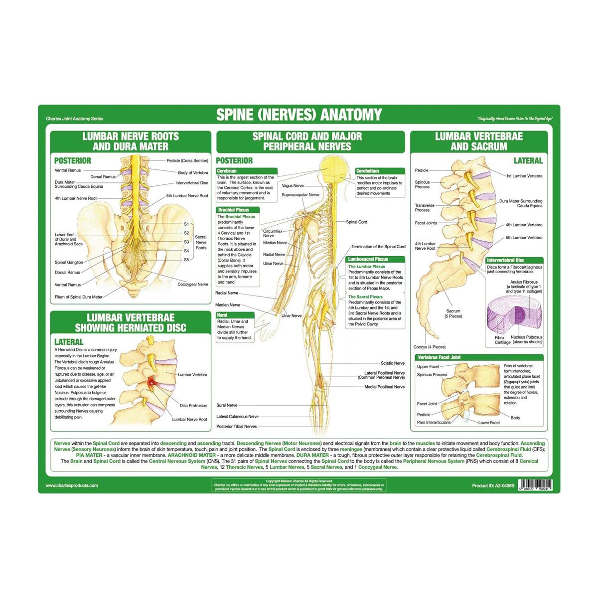 Anatomy of the Spine, 2nd Chart