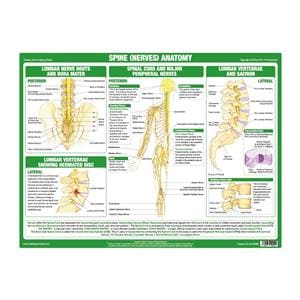 Anatomy of the Spine, 2nd Chart