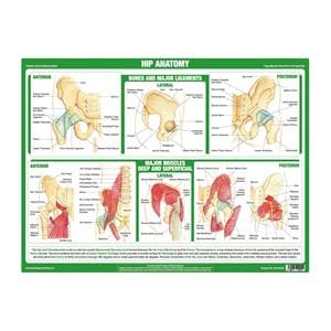 Anatomy of the Hip Chart