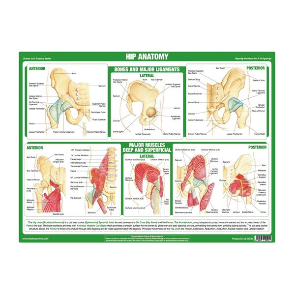 Anatomy of the Hip Chart